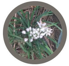 Garlic Chives - Allium Tuberosum