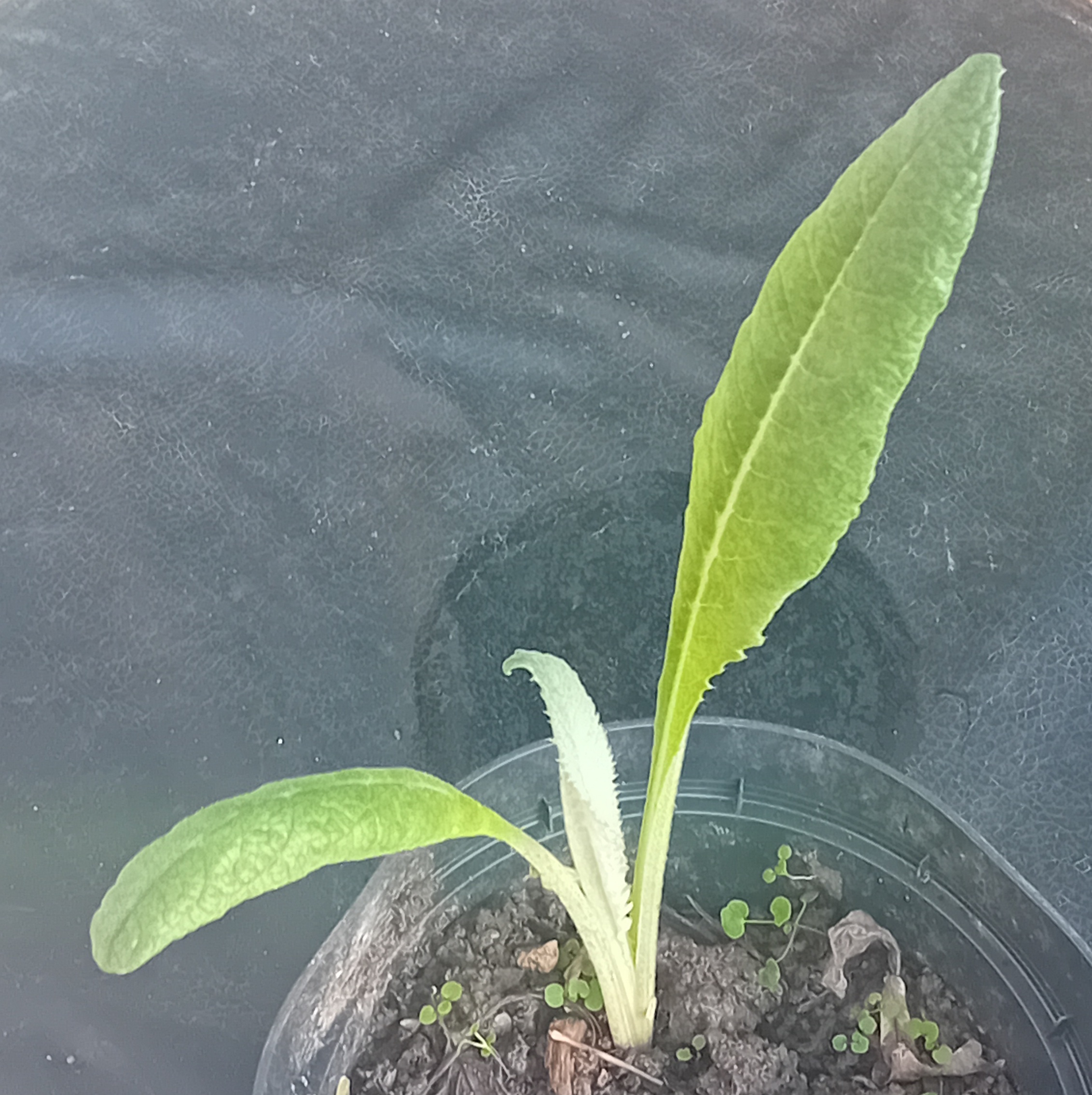Cardoon (Artichoke Italian Purple)