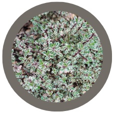 Thyme - Thymus vulgaris