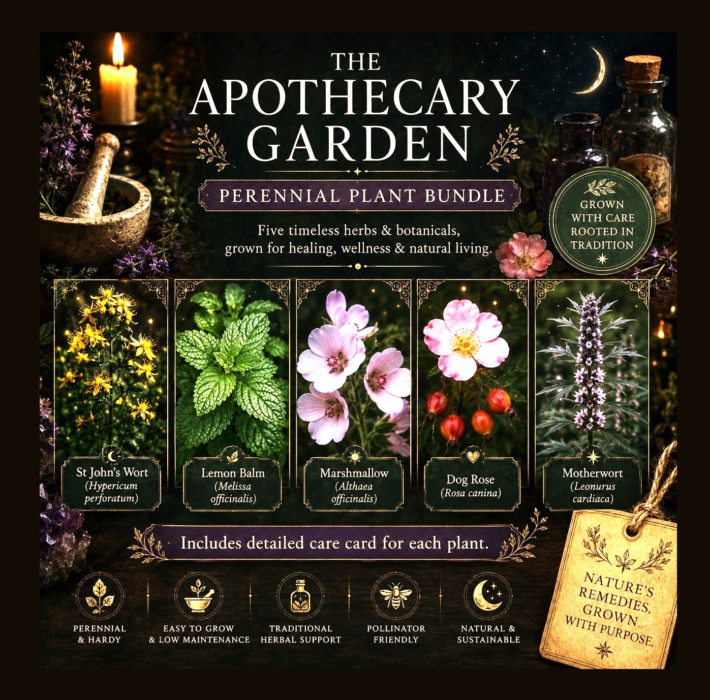 THE APOTHECARY GARDEN Perennial Plant Bundle: Motherwort, Marshmallow, Dog Rose, Hypericum and Lemon Balm
