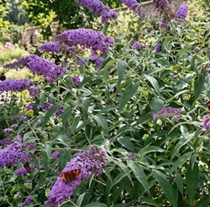Butterfly Bush (Buddleja davidii)