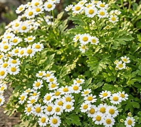 Feverfew (Tanacetum parthenium) Seeds
