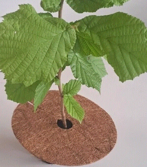 THE REWILDING Perennial Plant Bundle: Elder, Weeping Willow, Silver Birch & Dog Rose