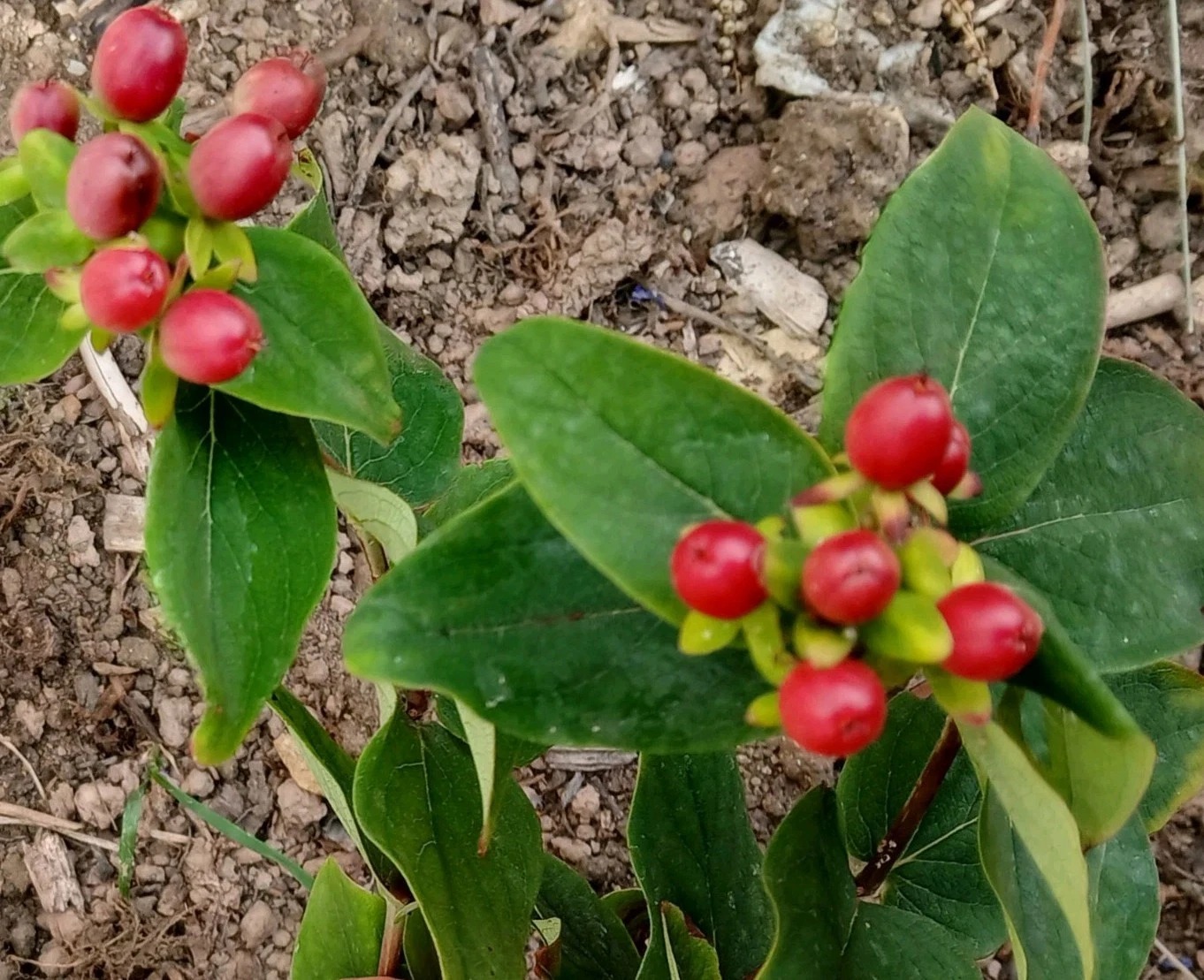 St Johns Wort (Hypericum perforatum)