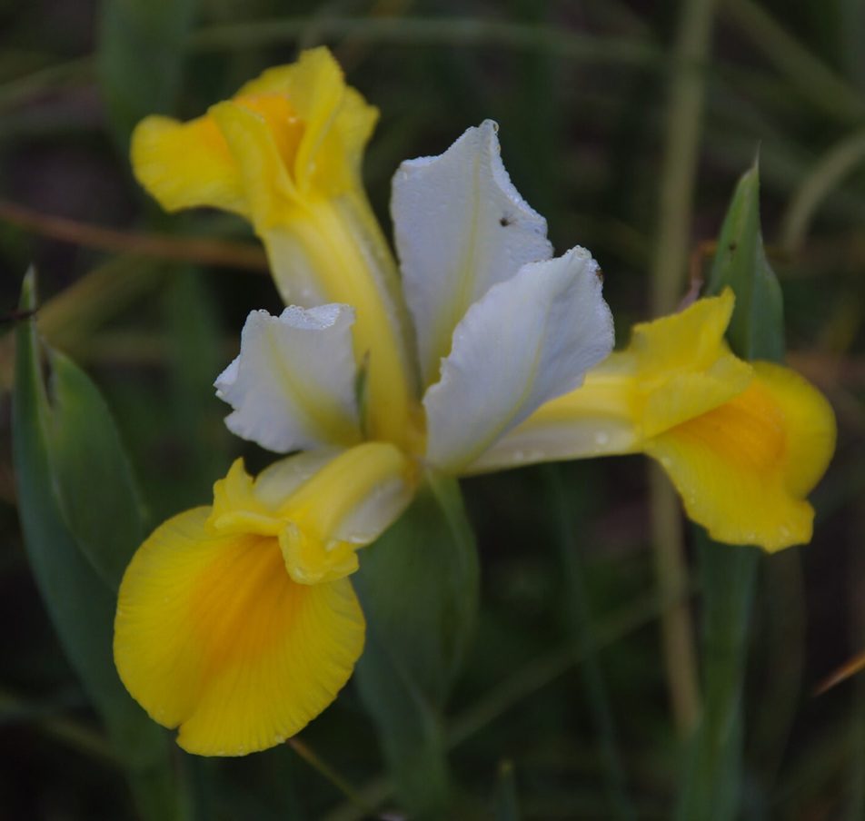 Dutch Iris 'Coco Beach' (Iris hollandica)