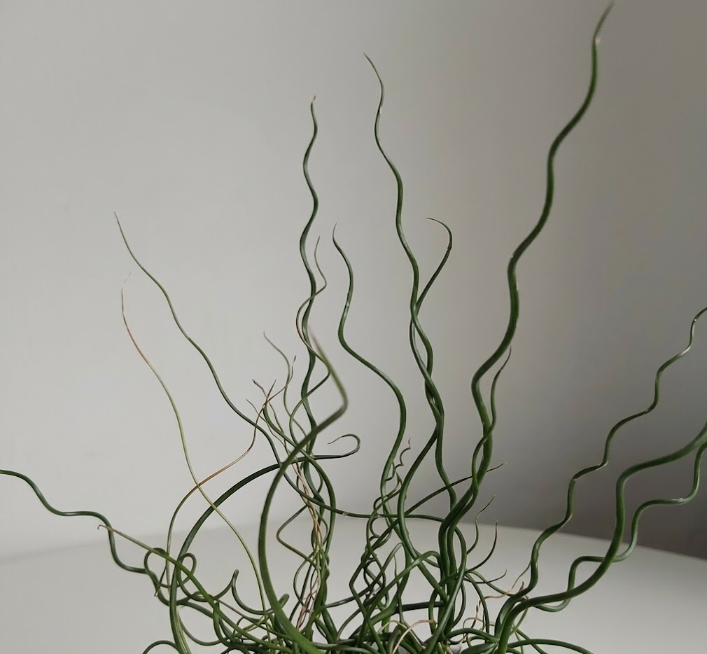 Spiral Grass (Juncus effusus 'Spiralis')