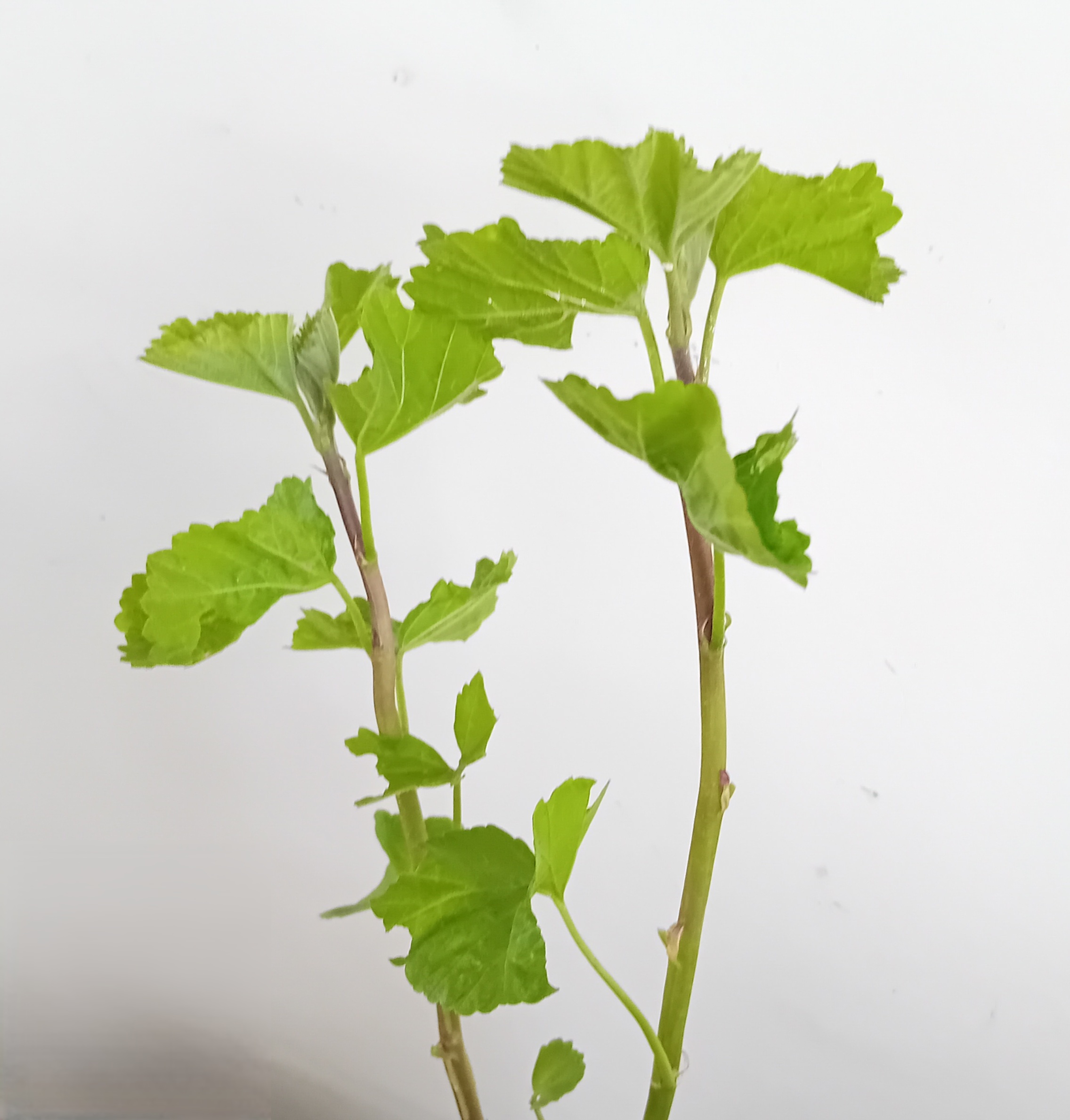 THE APOTHECARY GARDEN Perennial Plant Bundle: Motherwort, Marshmallow, Dog Rose, Hypericum and Lemon Balm