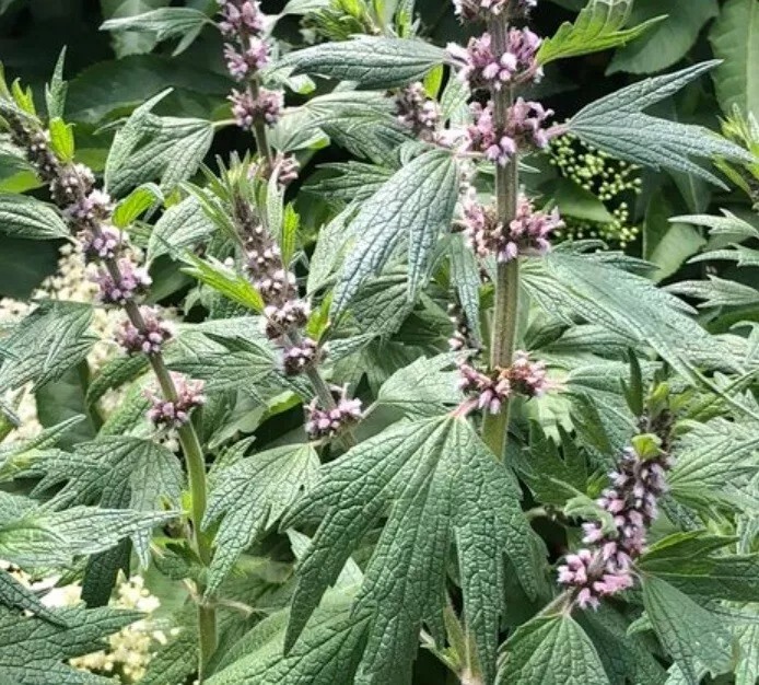 THE APOTHECARY GARDEN Perennial Plant Bundle: Motherwort, Marshmallow, Dog Rose, Hypericum and Lemon Balm