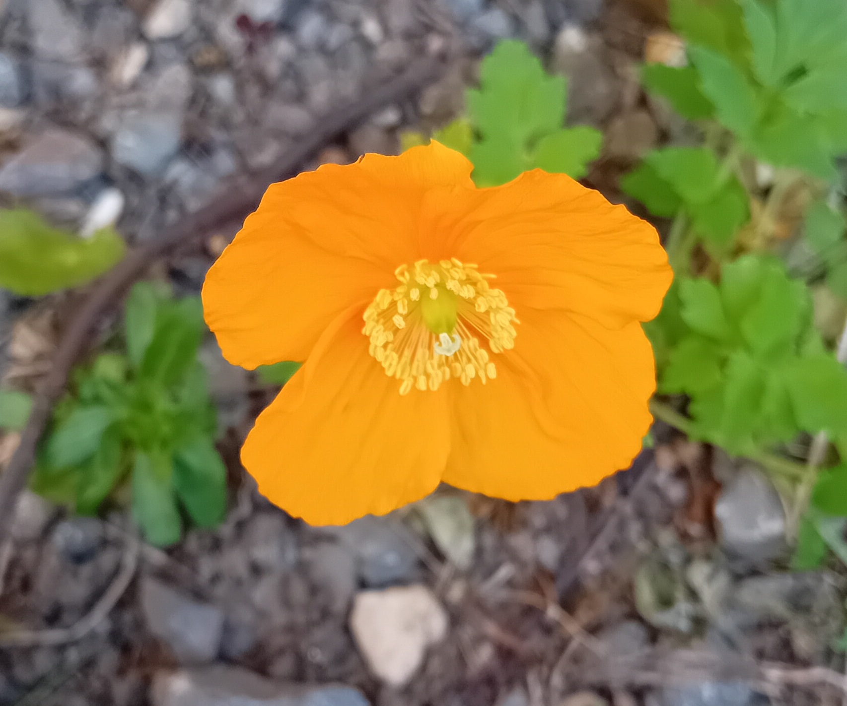 Orange welsh poppy (Papaver cambricum)