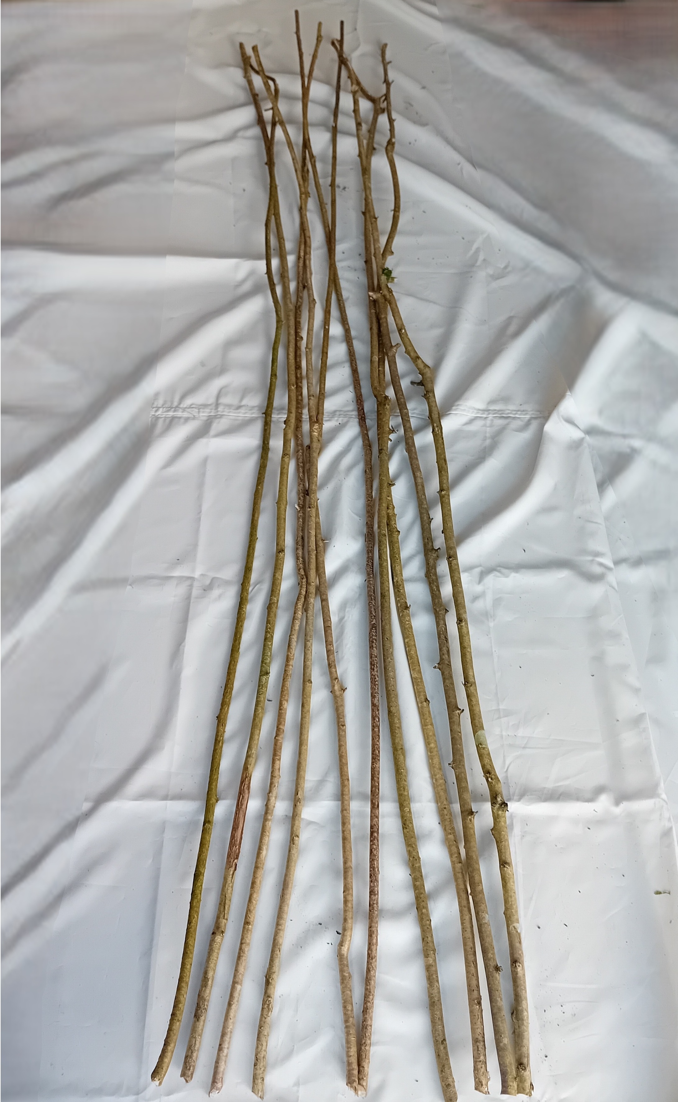 Pack of 12: Hazel pea sticks- approx 3 foot long   (1 metre)