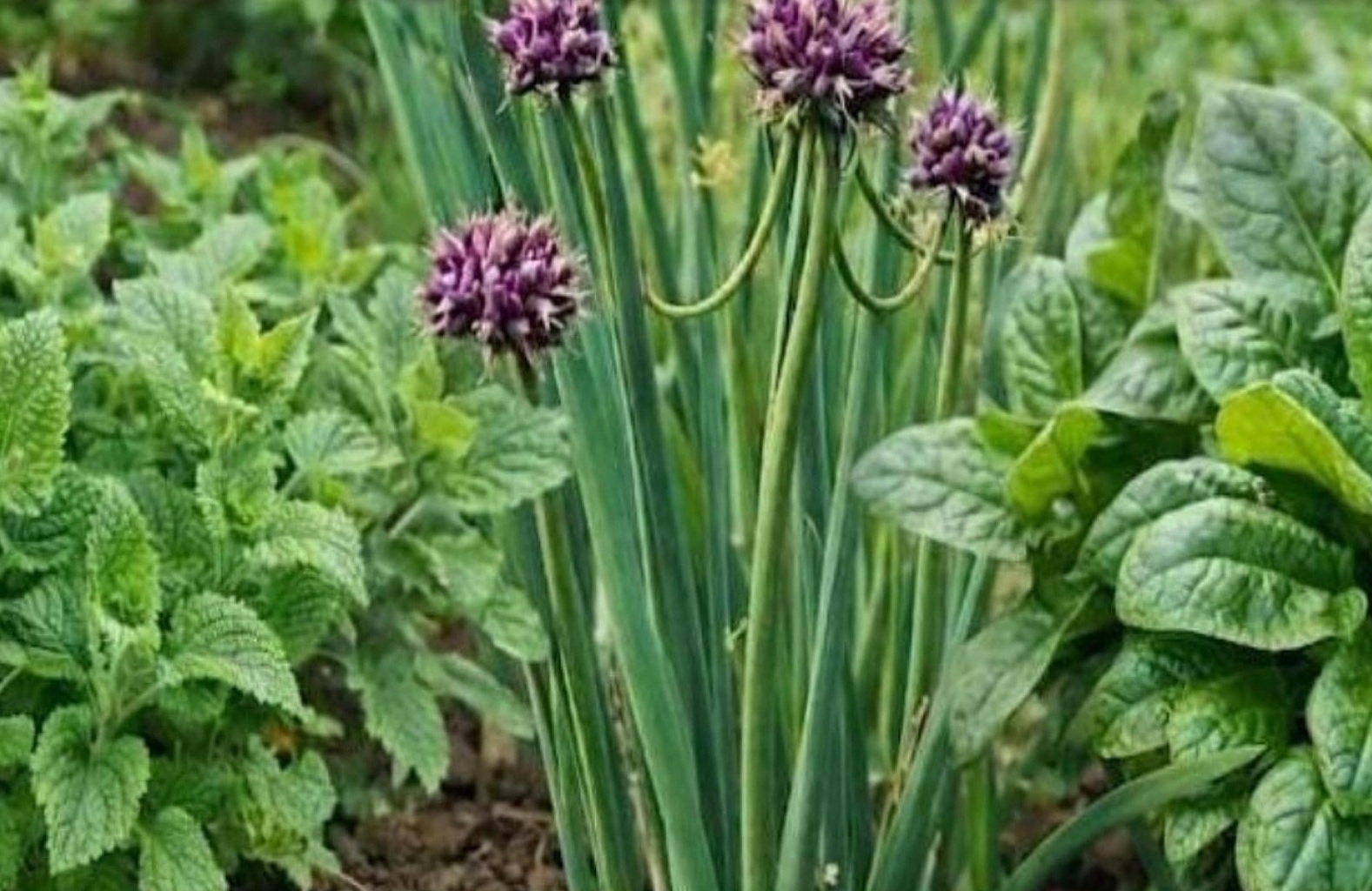 EDIBLE RARITIES Perennial Plant Bundle: Crosne, Babington Leek & Perpetual Spinach
