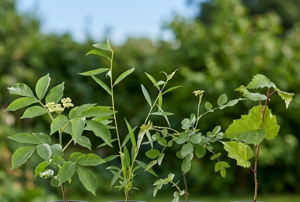 THE REWILDING Perennial Plant Bundle: Elder, Weeping Willow, Silver Birch & Dog Rose